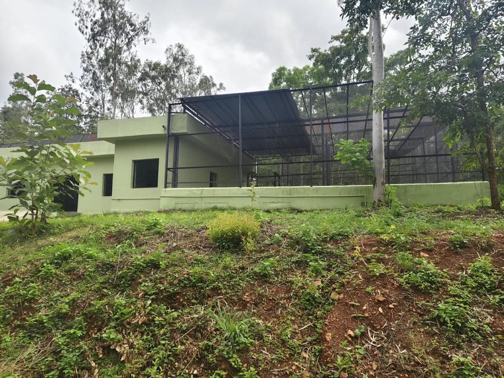 Leopard holding room block with covered paddock