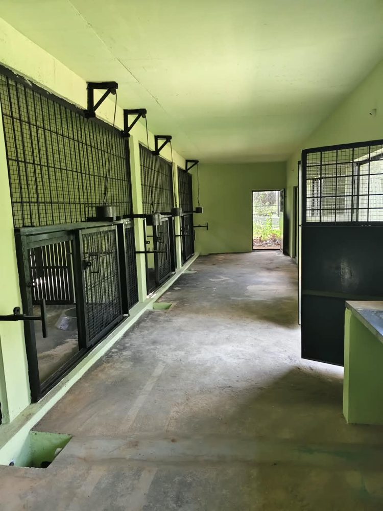 Row of holding cages with sliding gates