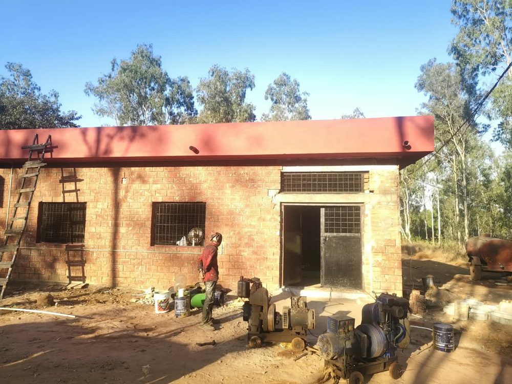 Tiger holding room entrance during painting